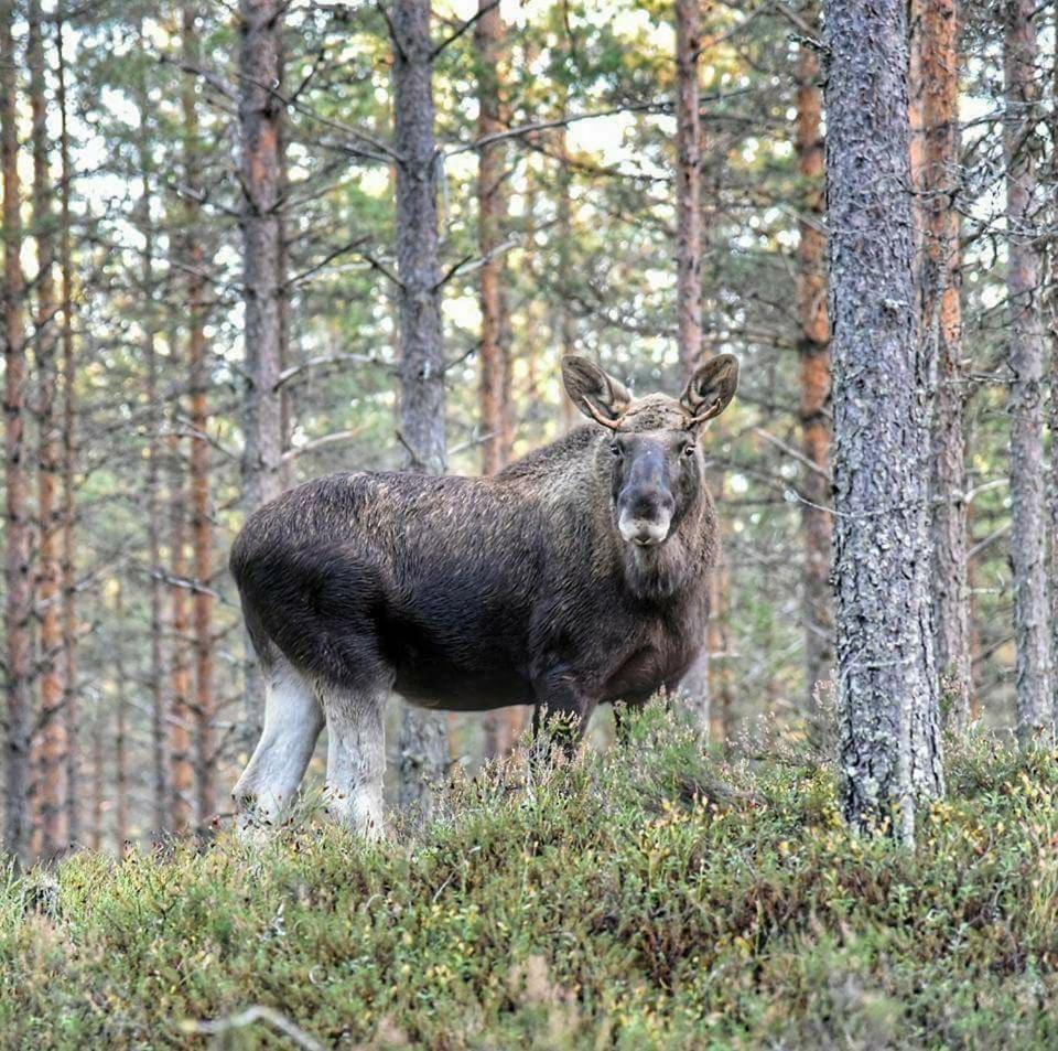 Hamra Stugby - Nature Adventures Хамра Экстерьер фото